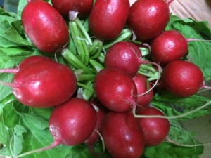 bunch of bright radish with green leaves