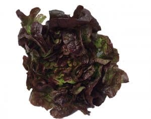 A soft Lettuce with green and purple leaves.