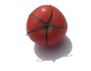 A single Red Tomato with its green stalk.