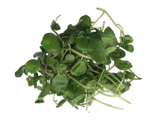 A selection of green leafy watercress