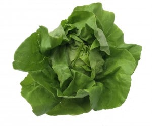 A green leafy lettuce