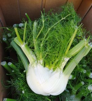 Photo of bulb of fennel