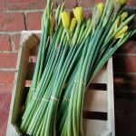 Photo of daffodil stems with some flowers about to burst into flower