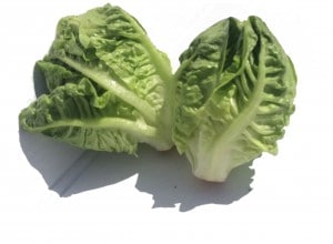 Two small Leafy Lettuces
