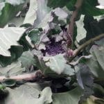 Purple Headed Sprouting Broccoli