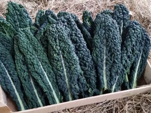 Cavolo Nero