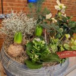 Inspired Flower 'Pick up & Go' Plants