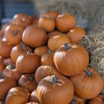 Pumpkin Patch - Thursday 26th October